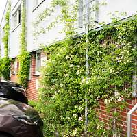 Fassadenbegrünung